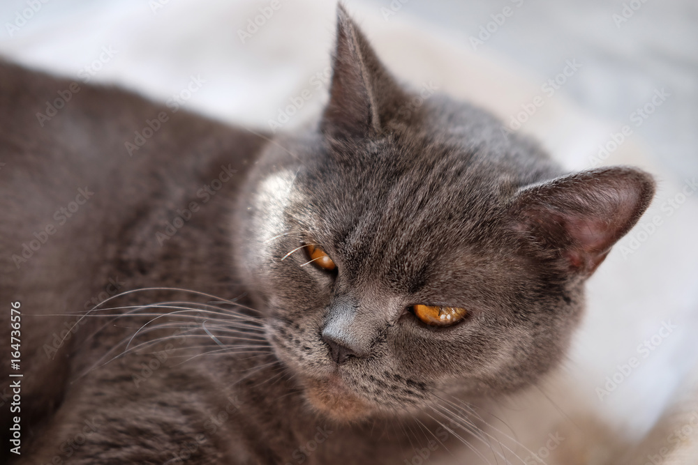British shorthair domestic cat with typical copper eyes