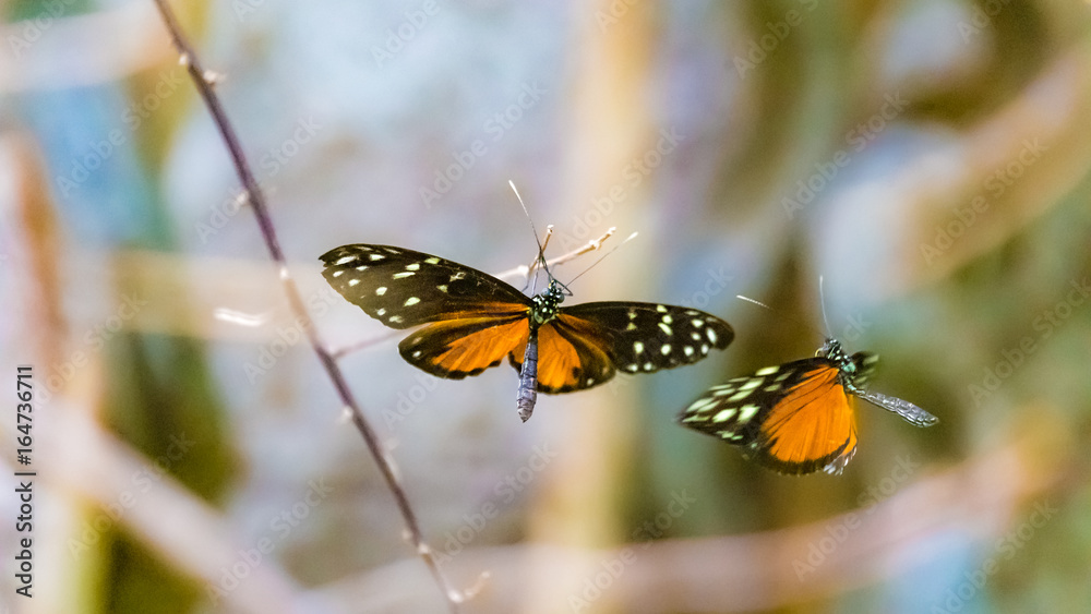 Obraz premium beautiful tropic butterfly