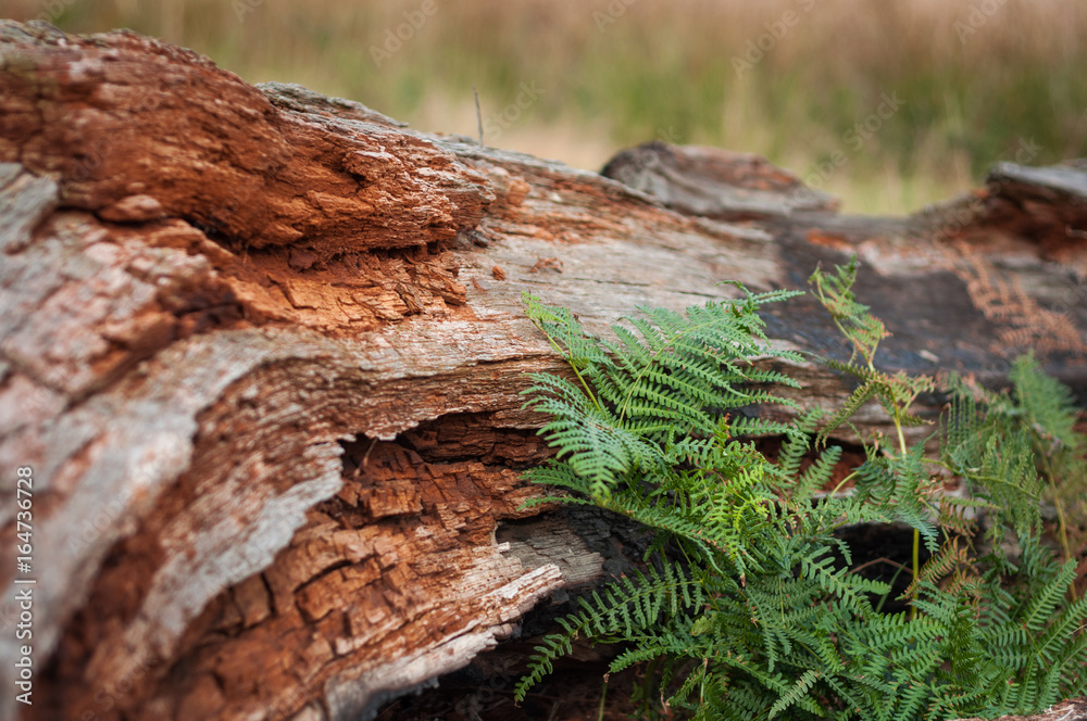 Obraz premium Tronco