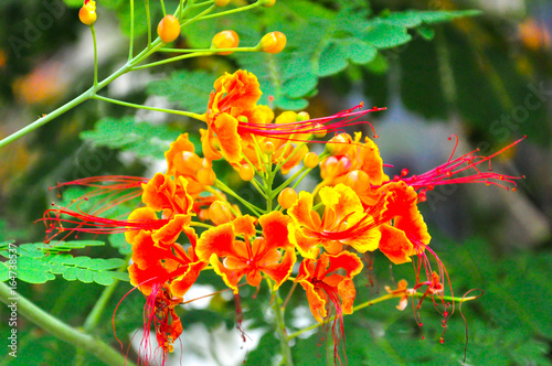 Caesalpinia pulcherrima, Peacock flower