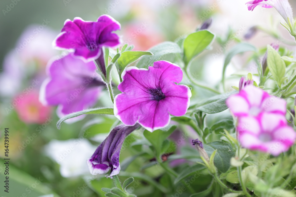 Fototapeta premium Petunia