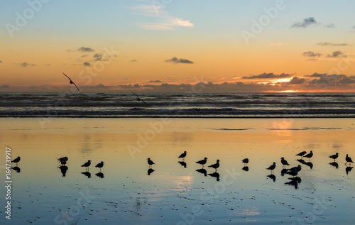 Birds of Foxton Beach