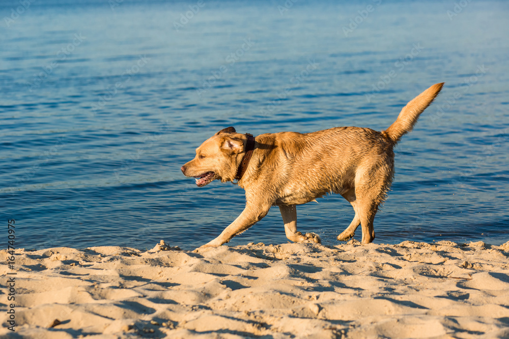 Labrador retriever on the beach