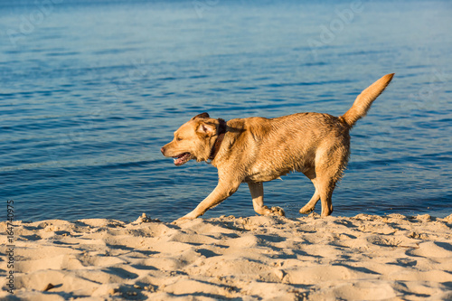 Labrador retriever on the beach