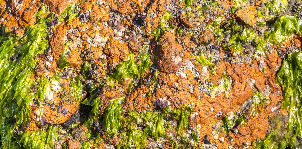 Textura de rocha marinha com algas verdes. Textura de rocha marinha com algas verdes.