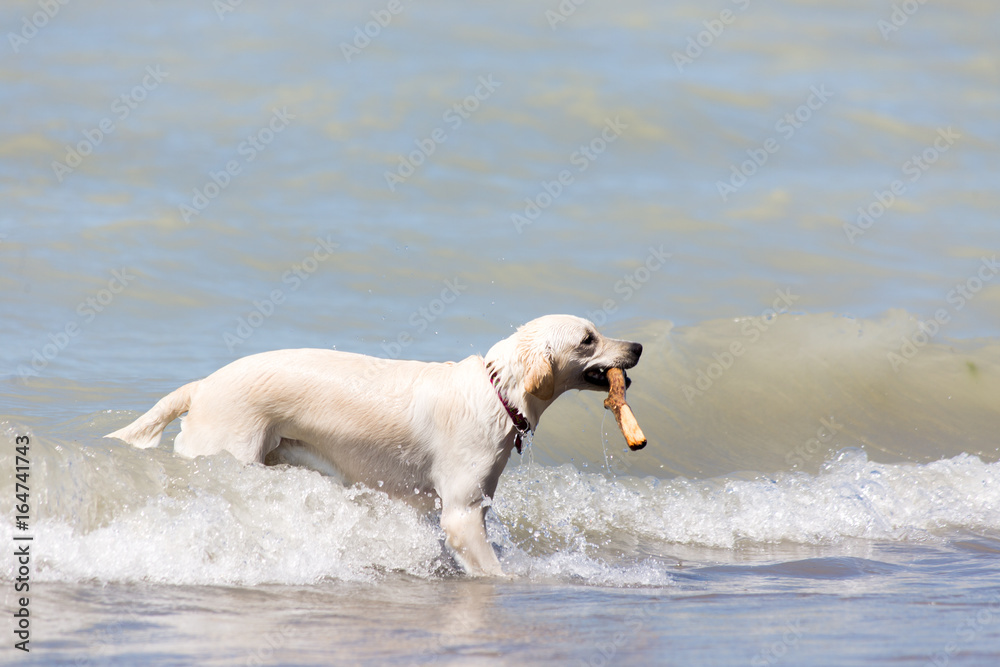 Labrador retriever standing in waves with stick in his mouth Labrador retriever standing in waves with stick in his mouth