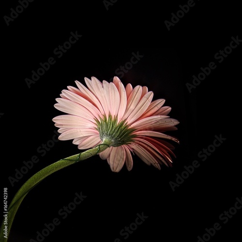 Gerbera isolated on black background