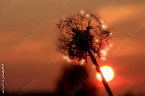 Fototapeta Naklejka Na Ścianę i Meble -  Sunlight sparkles on the seeds of a dandelion head in the sunset