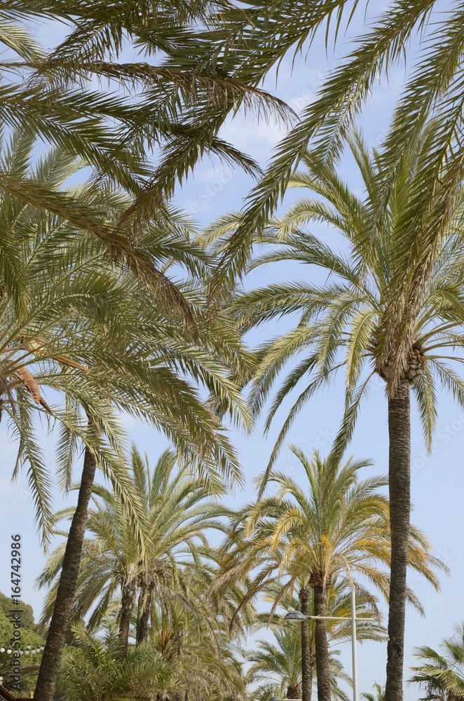 Row of  palm trees