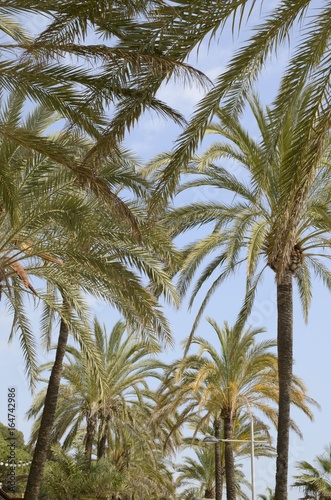 Row of  palm trees