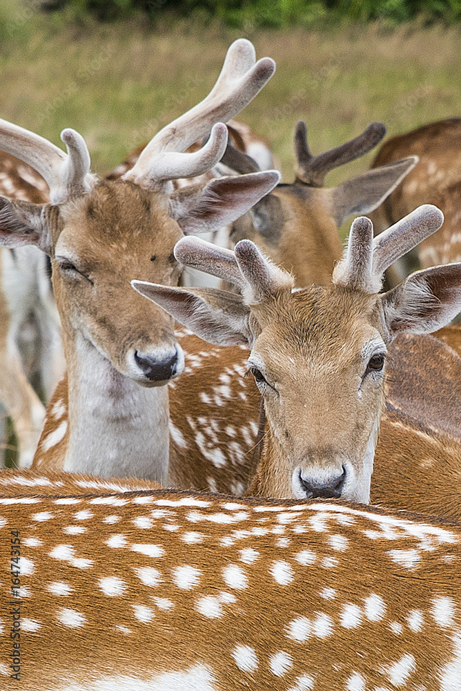 Cervi in liberttà al Richmond Park di Londra Cervi in liberttà al Richmond Park di Londra