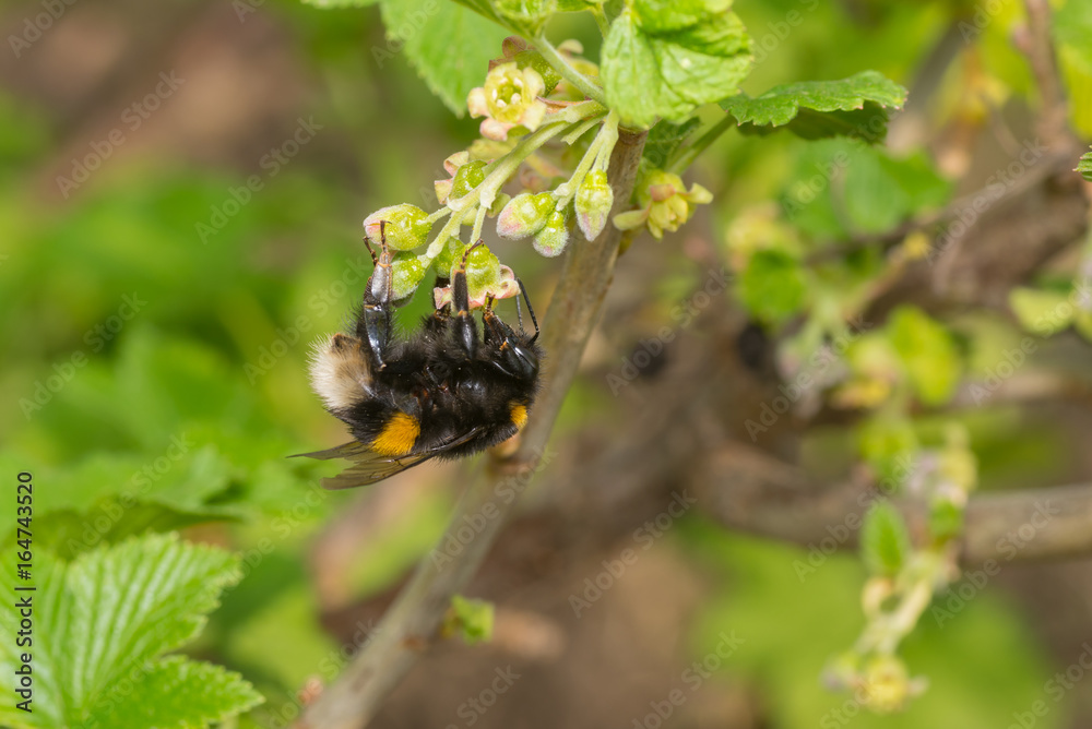 Cute bumblebee gathering nectar on a black currant flowers