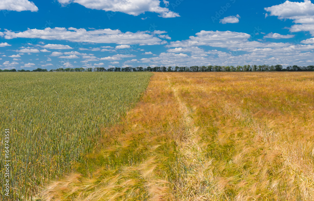 Summer landscape with different sort of wheat fields next to each other, central Ukraine