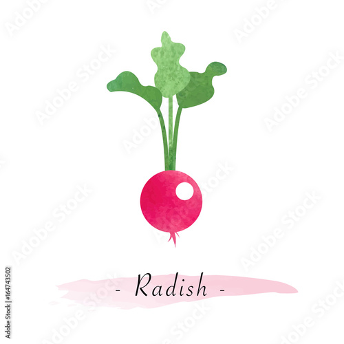 Colorful watercolor texture vector healthy vegetable radish