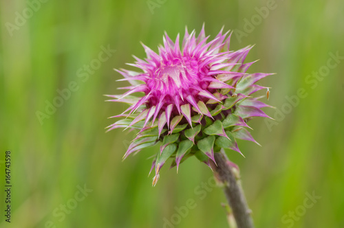 Lonely thistle  Cirsium  at start of flowering time against green background
