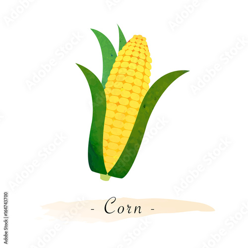 Colorful watercolor texture vector healthy vegetable corn