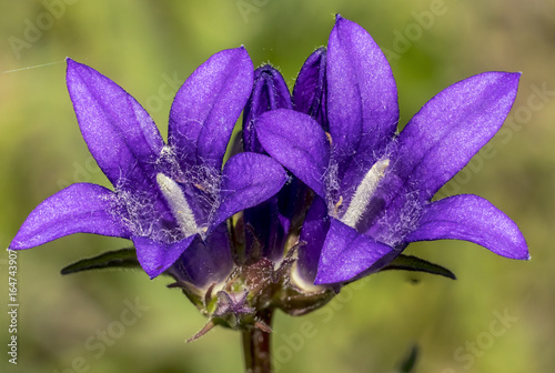 Campanula trachelium