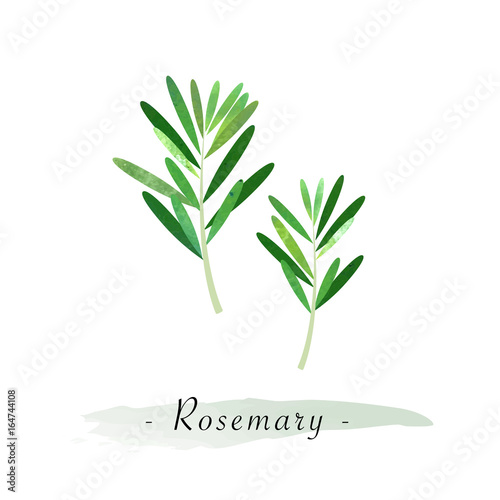 Colorful watercolor texture vector healthy vegetable rosemary