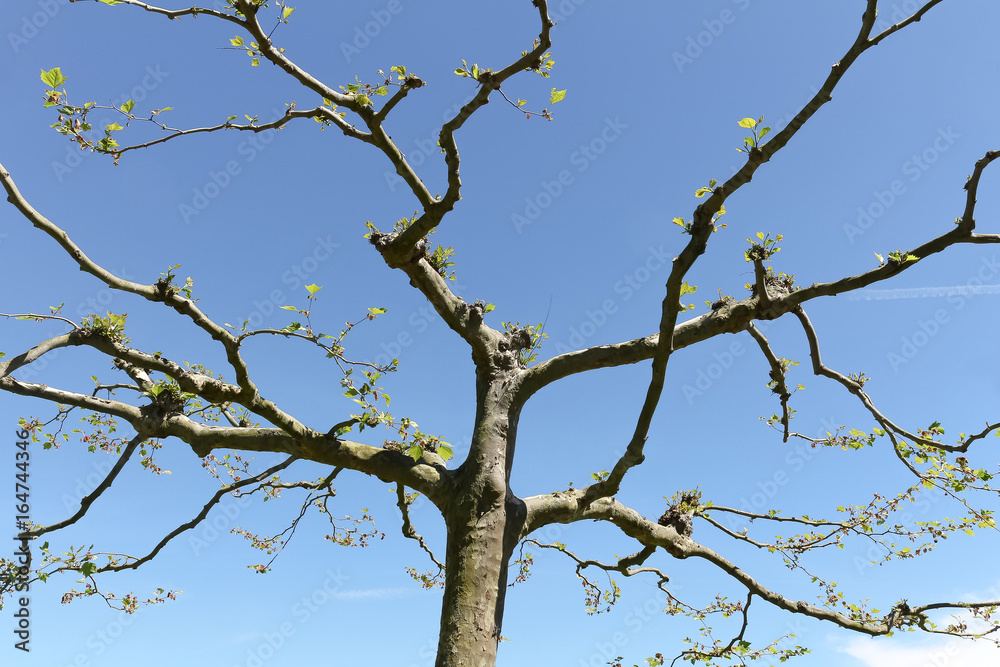 Krone einer Platane im Frühling im Gegenlicht, Platanus hispanica Krone einer Platane im Frühling im Gegenlicht, Platanus hispanica