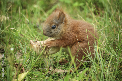 junges Eichhörnchen