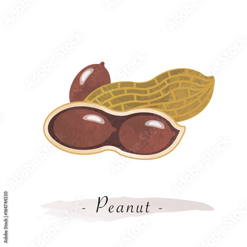 Colorful watercolor texture vector healthy vegetable peanut