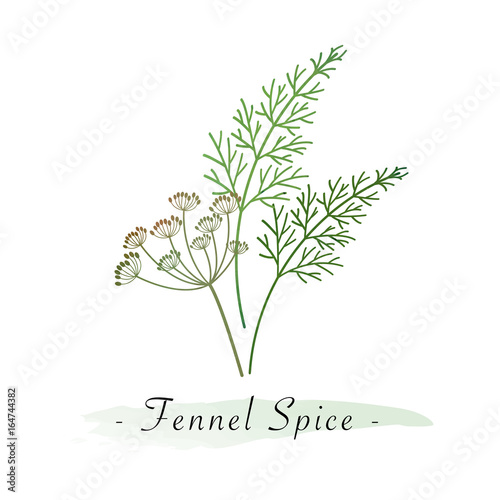 Colorful watercolor texture vector healthy vegetable fennel spice