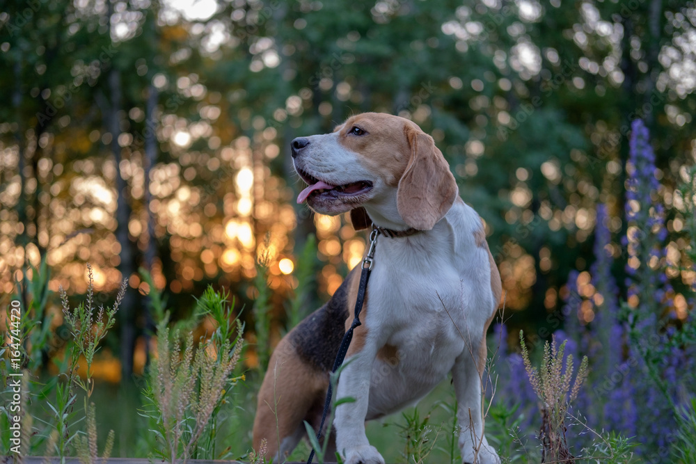 Portrait of a Beagle at sunset
