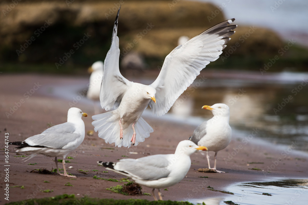 Fototapeta premium Herring Gull, Sea Gull, Gulls