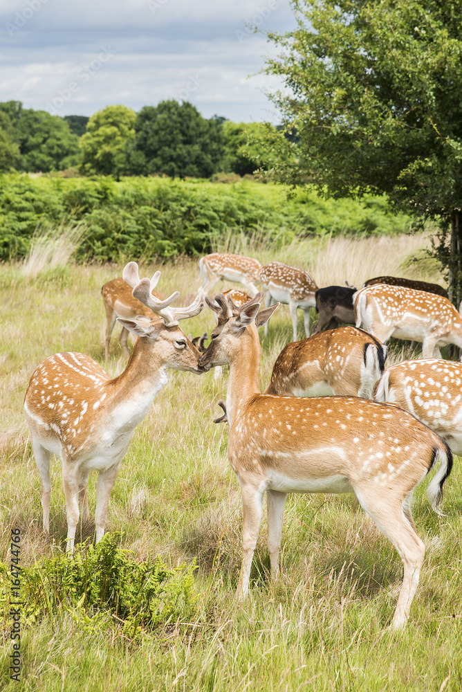 Cervi in libertà a richmond park Londra Cervi in libertà a richmond park Londra