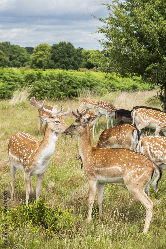 Cervi in libertà a richmond park Londra Cervi in libertà a richmond park Londra