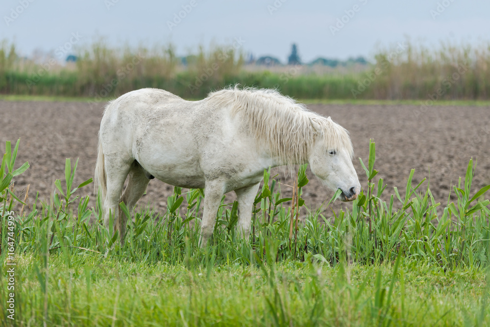 White horse eating grass in a field White horse eating grass in a field
