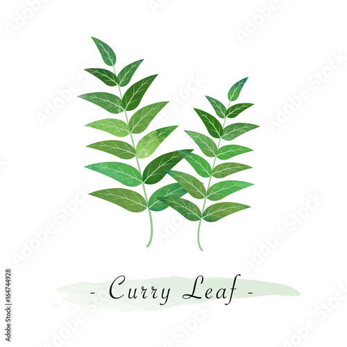 Colorful watercolor texture vector healthy vegetable curry leaf