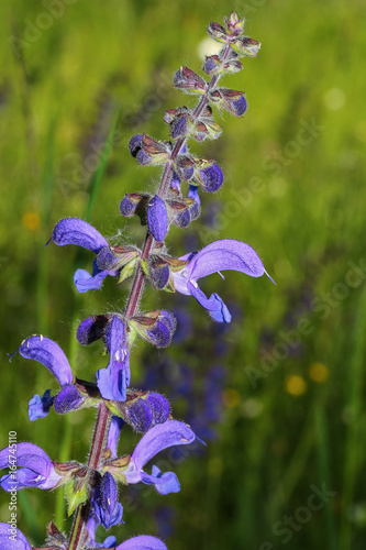 Blüte des Wiesensalbeis, Glechoma hederacea  photo