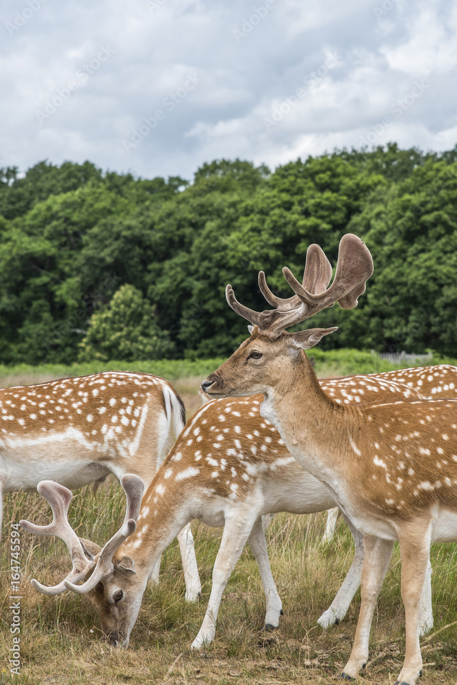 Cervi in libertà a richmond park Londra Cervi in libertà a richmond park Londra