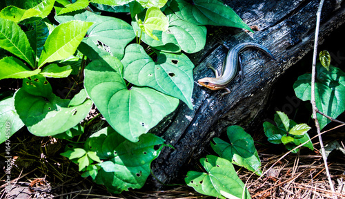 Skink in the wild