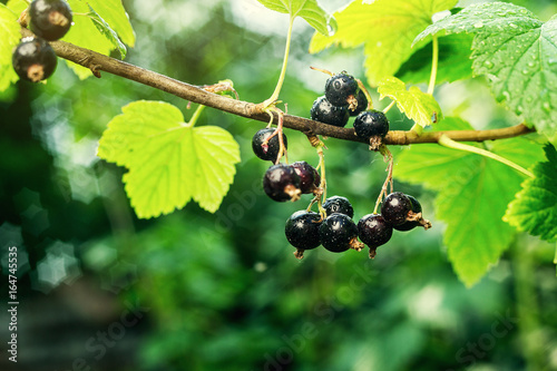 bush of black currant growing in a garden.Background of black currant. Ripe black currants close-up as background. Harvest the ripe berries of black currants.Summer Harvest