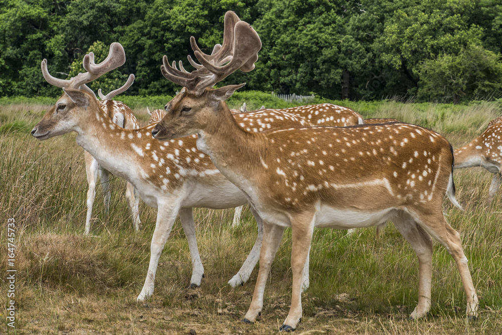 Cervi in libertà a richmond park Londra Cervi in libertà a richmond park Londra