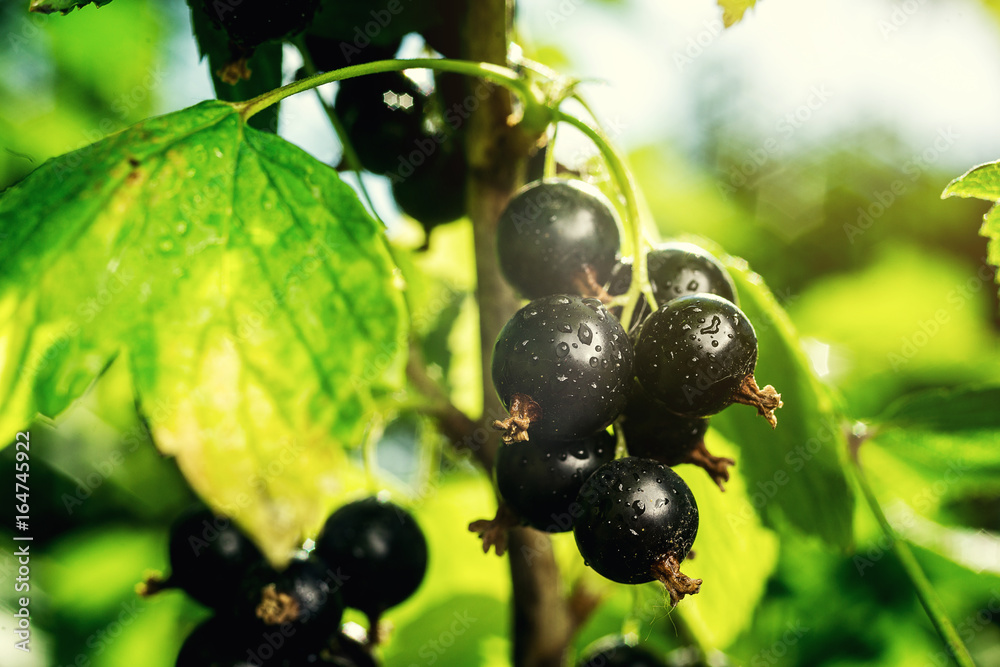bush of black currant growing in a garden.Background of black currant. Ripe black currants close-up as background. Harvest the ripe berries of black currants.Summer Harvest bush of black currant growing in a garden.Background of black currant. Ripe black currants close-up as background. Harvest the ripe berries of black currants.Summer Harvest