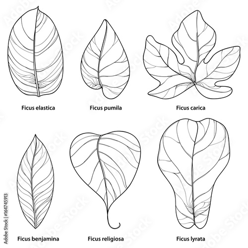 Vector set with outline ornamental Ficus leaf isolated on white background. Closeup Ficus ornate foliage in contour style in black for tropical summer design and coloring book.