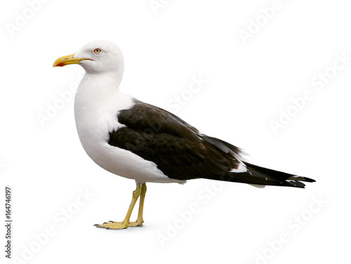 Side view of sea gull
