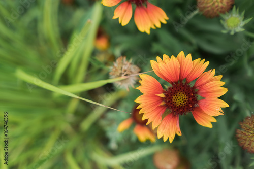 Brightly colored orange and yellow gaillardia