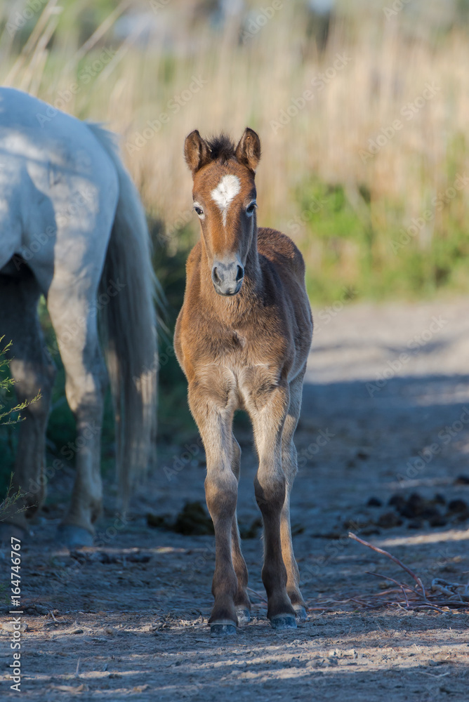 Fototapeta premium Foal, horse in the reeds in the swamps 