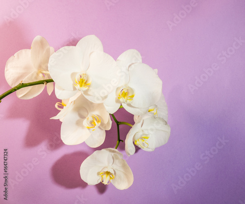 Italy 8 July 2017 White orchid on a light purple background