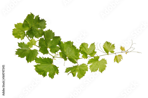 Wallpaper Mural Branch of vine leaves isolated on white background Torontodigital.ca