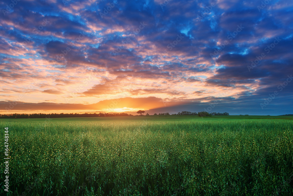 Summer landscape with green field over cloudy sunset