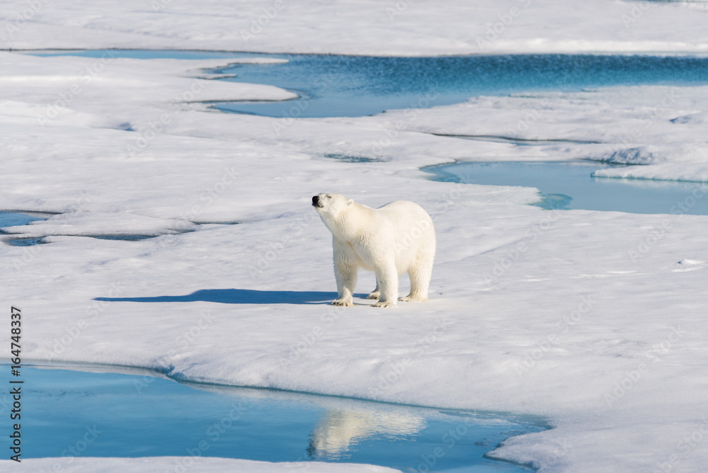 Polar bear on the pack ice Polar bear on the pack ice