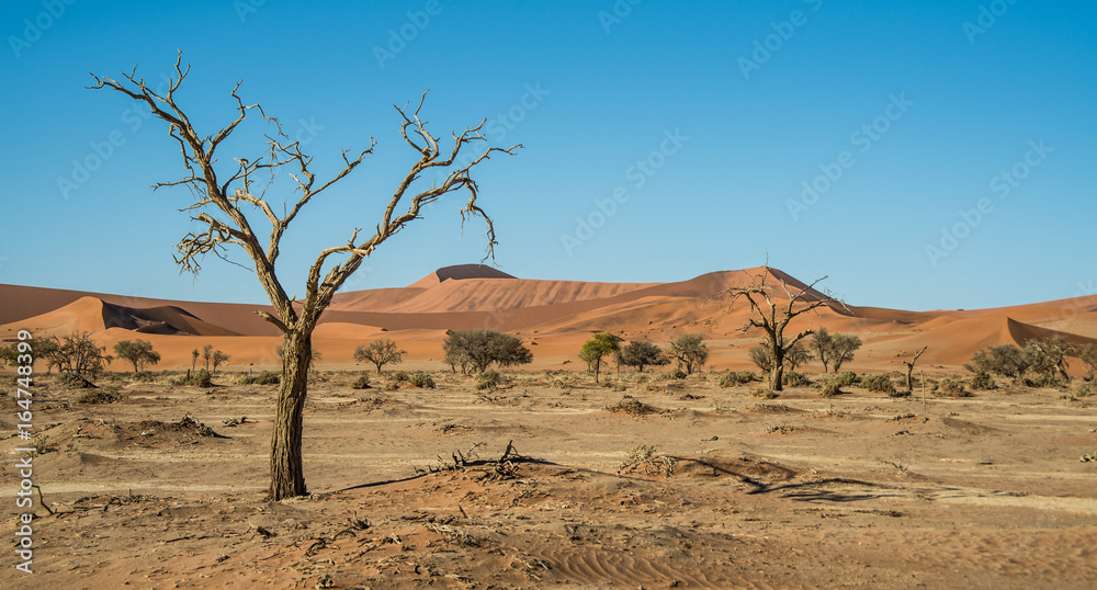 Drought trees near dune 45