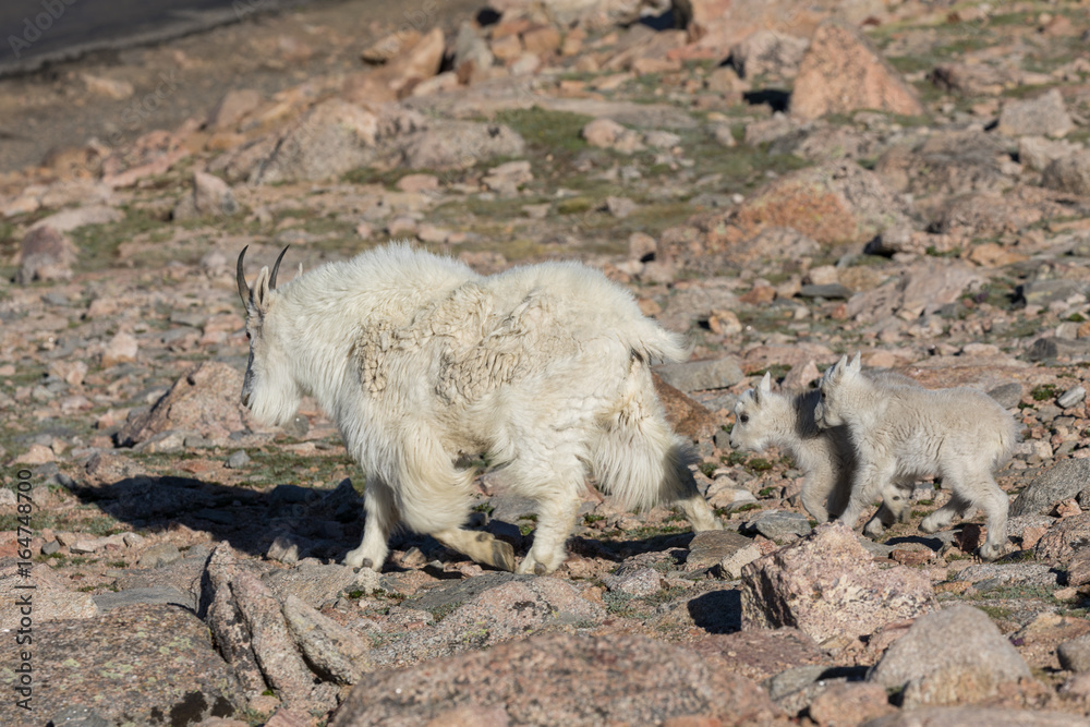 Mountain Goat Nanny and Cute Kids Mountain Goat Nanny and Cute Kids