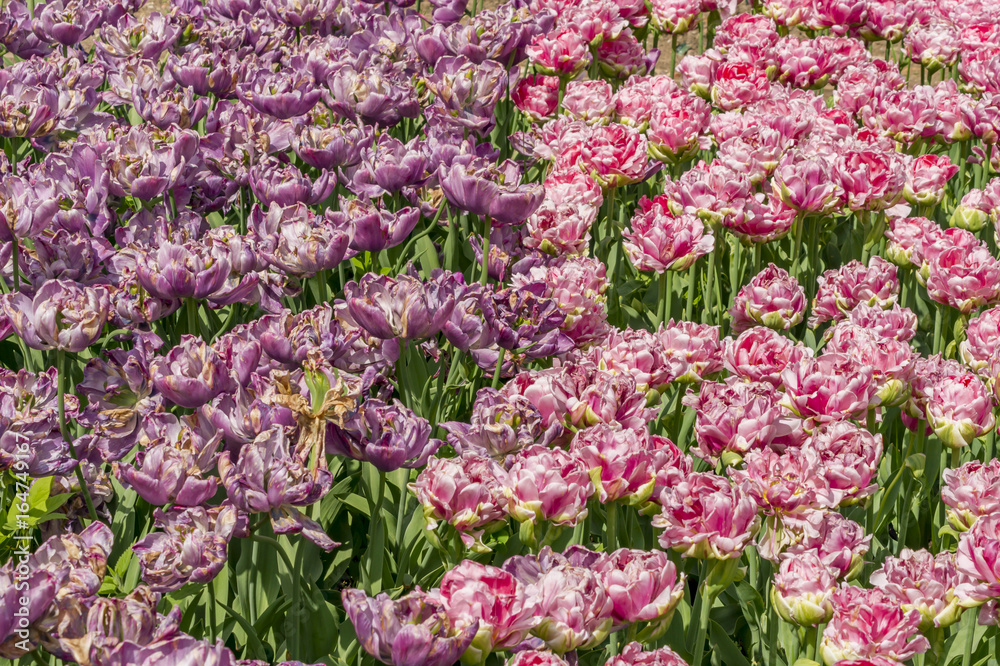 Fototapeta premium field of two colored tulips