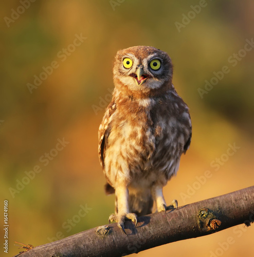 Chick of a small owl photographed near his nest.  © VOLODYMYR KUCHERENKO